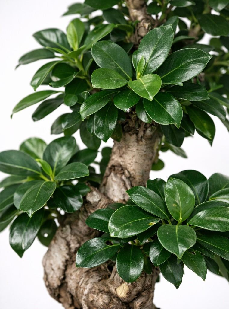 Ficus Ginseng me formë