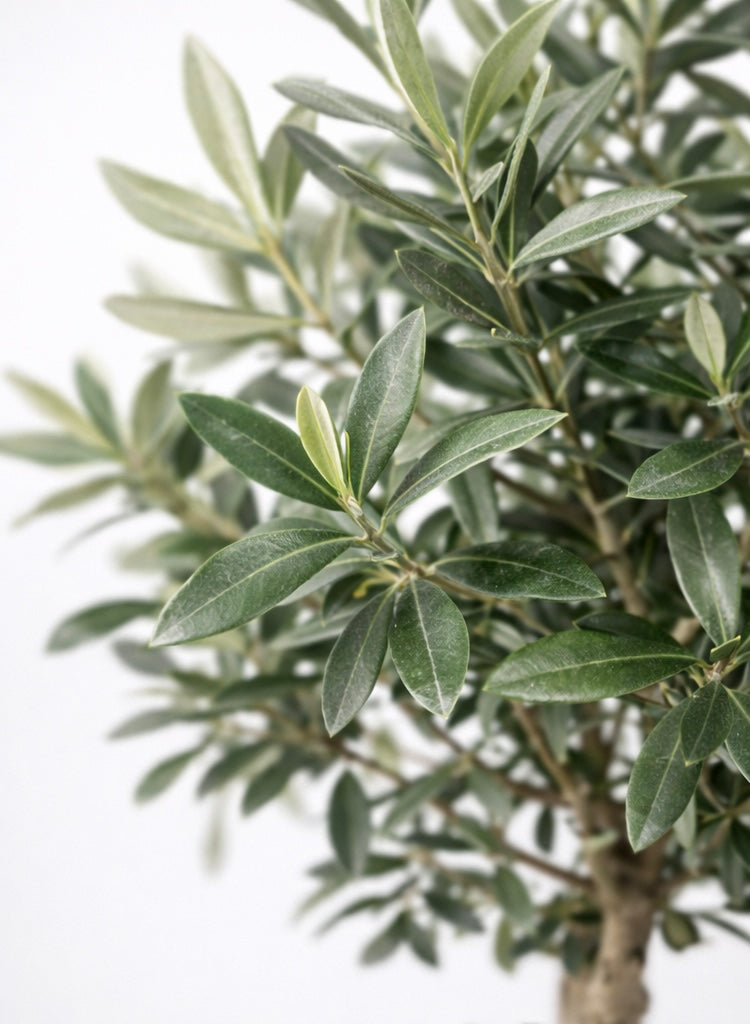 Olea Europea (Ulli i brendshëm)