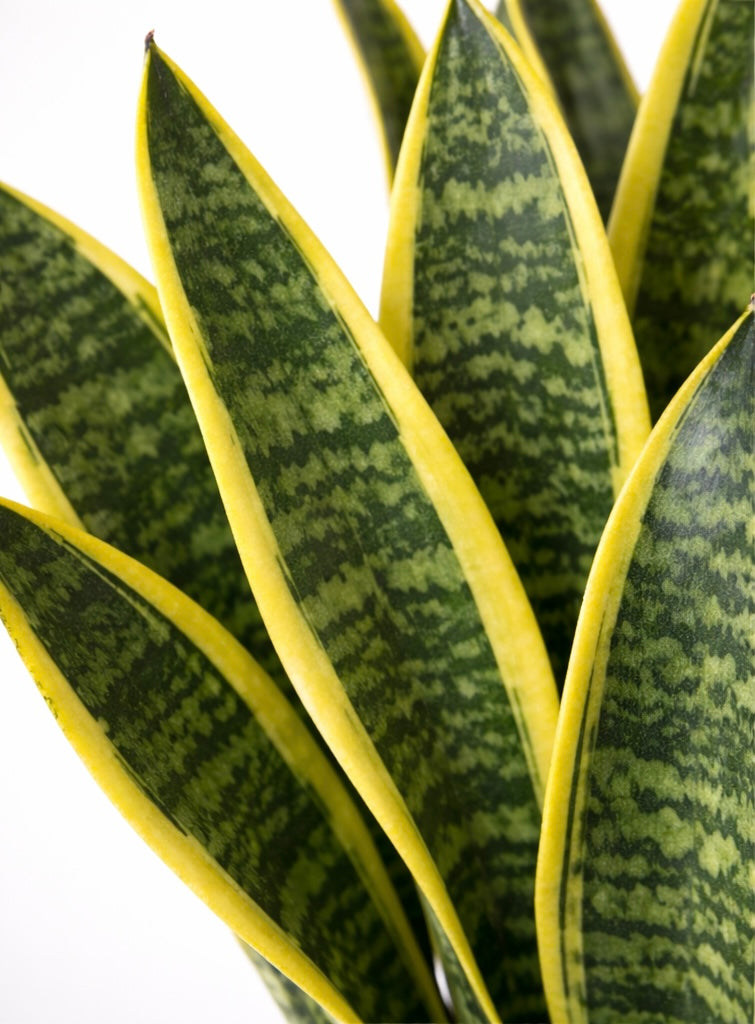 Sansevieria