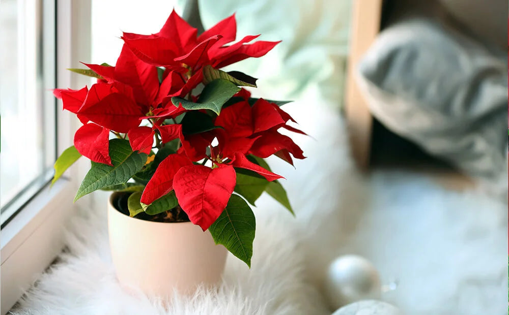 Pointsettia