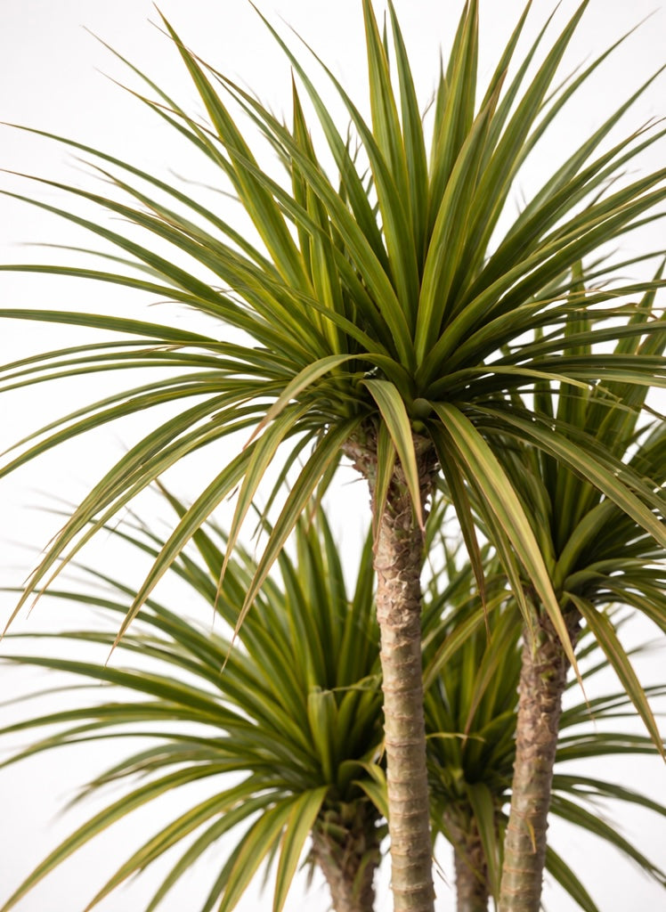 Dracaena Marginata