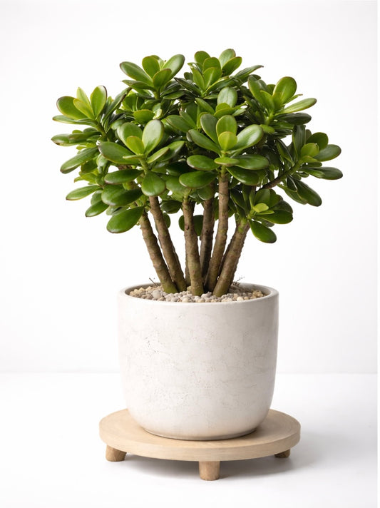 Crassula