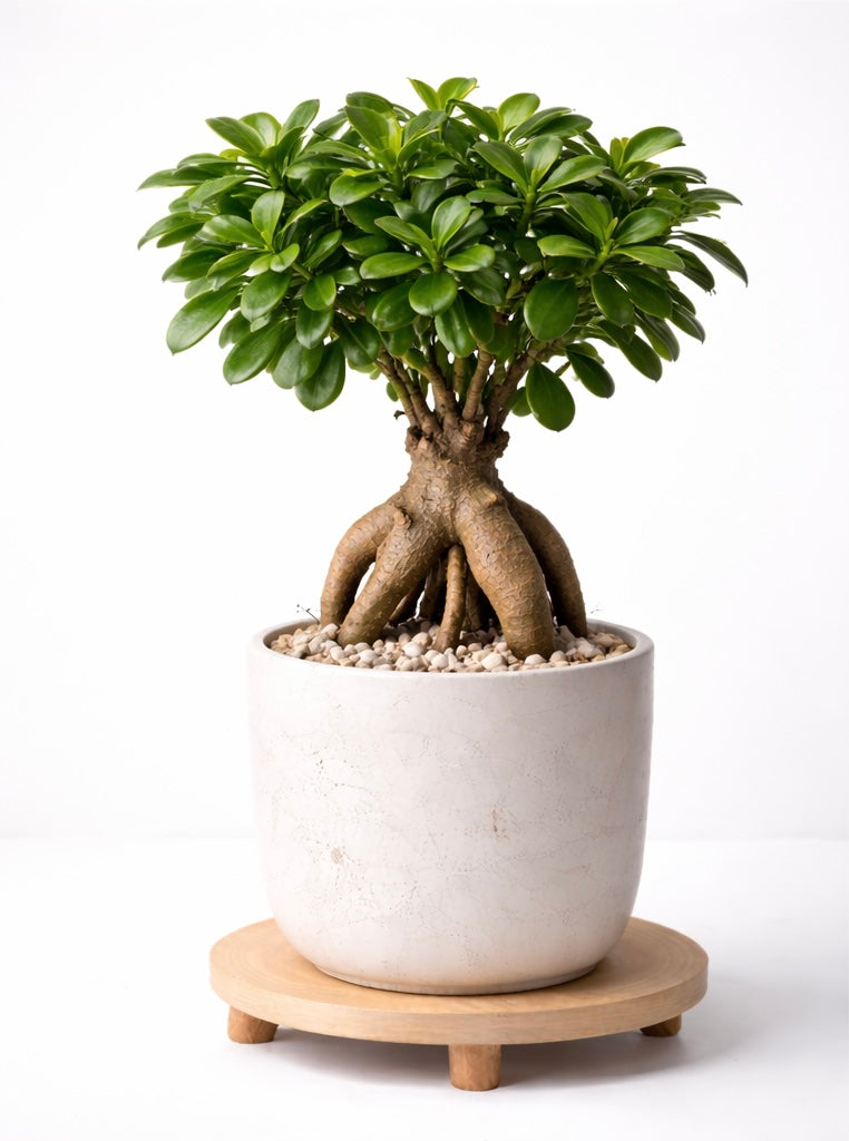 Ficus Ginseng