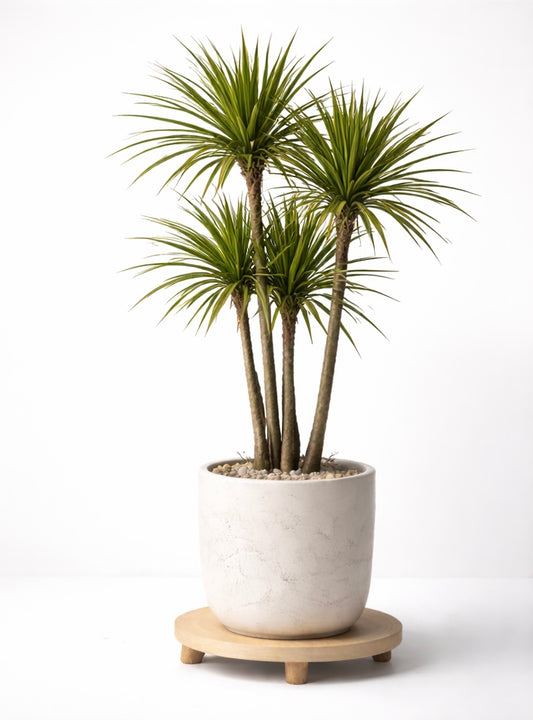 Dracaena Marginata