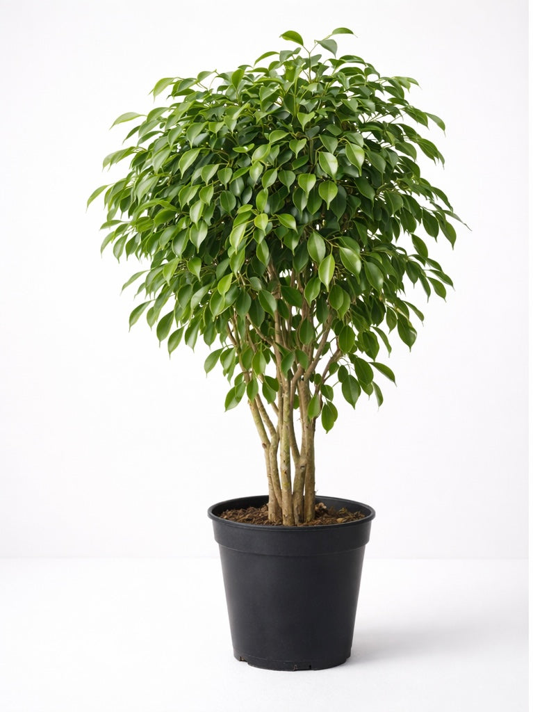 Ficus Benjamina