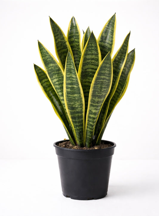 Sansevieria