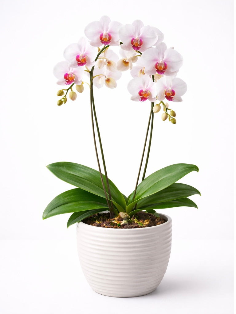 Orhide Phalaenopsis