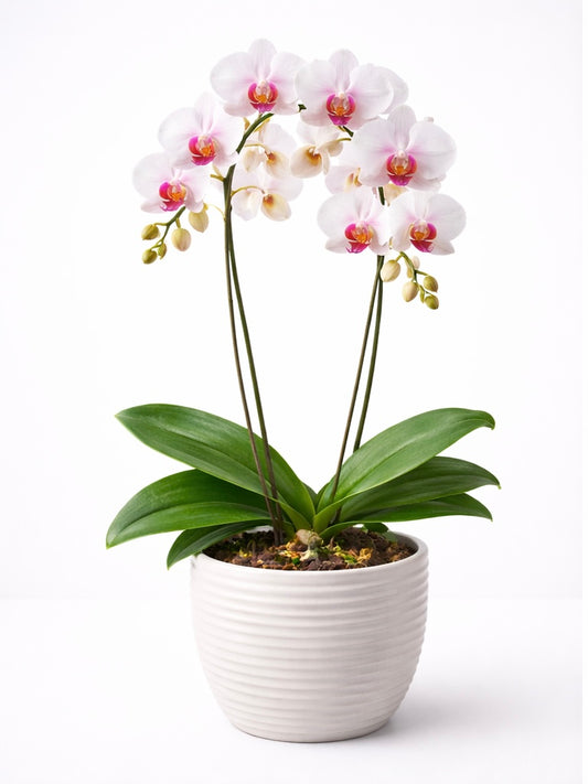 Orhide Phalaenopsis