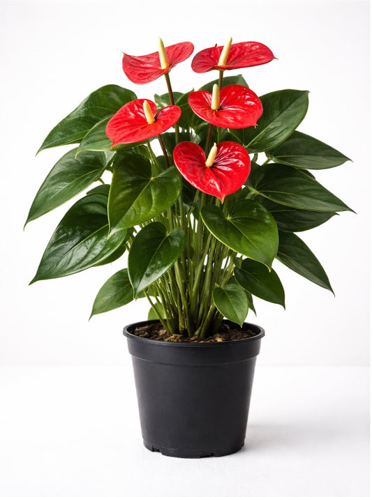 Anthurium