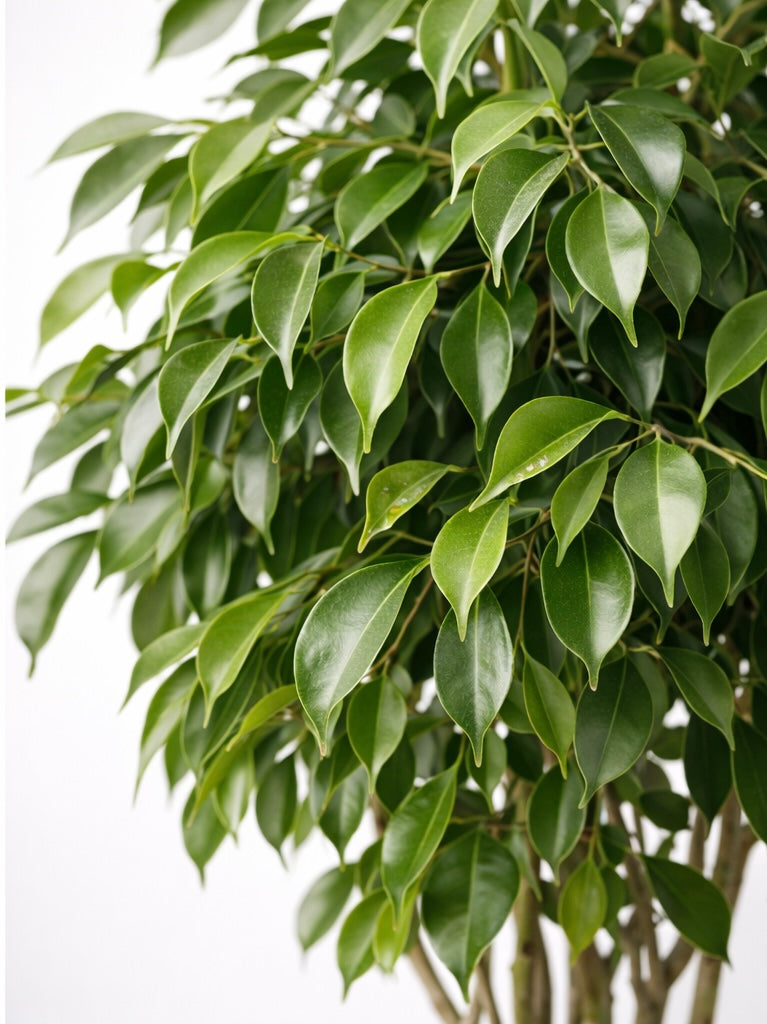 Ficus Benjamina