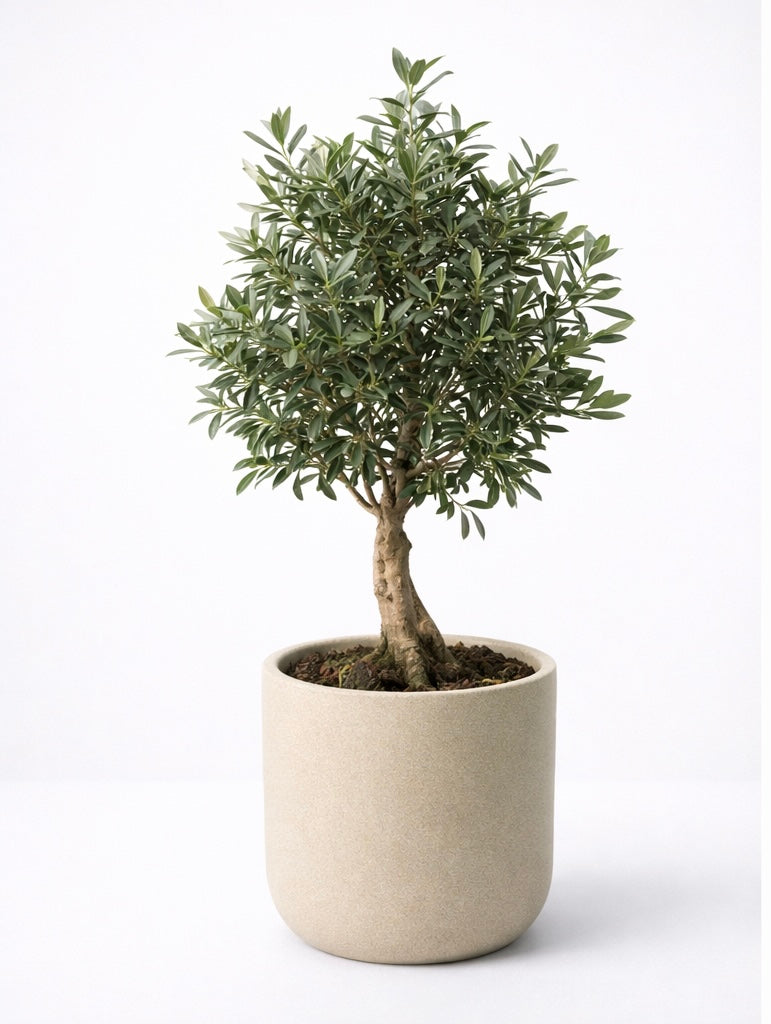 Olea Europea (Ulli i brendshëm)