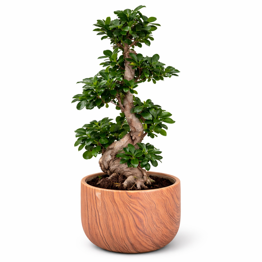 Ficus Ginseng me formë