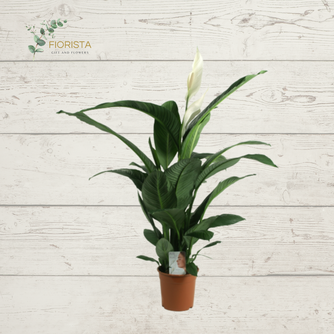 Spathiphyllum