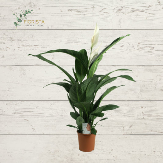 Spathiphyllum